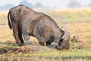 Cape buffalo with massive tumor