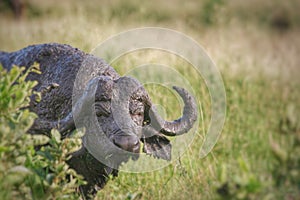 Cape Buffalo in mud