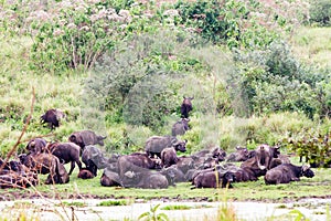 Cape buffalo obstinacy in Ngorongoro Conservation Area photo