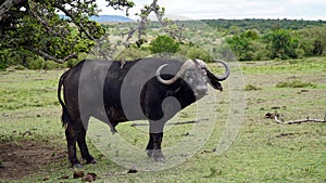 Cape Buffalo one of the African Big Five