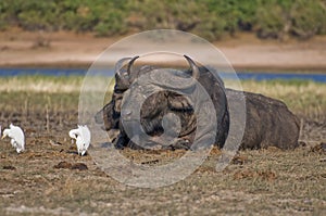 Cape Buffalo pair resting