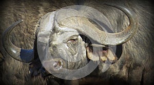 Cape Buffalo Portrait Syncerus caffer IMG_captured in Kruger National Park, South Africa