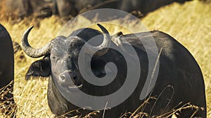 Cape buffalo and preening oxpecker in masai mara