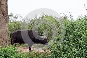 Cape buffalo, Queen Elizabeth National Park, Uganda