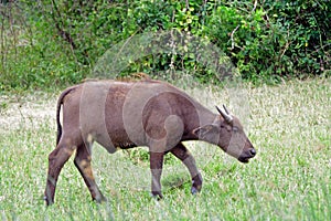 Cape buffalo, Queen Elizabeth National Park, Uganda