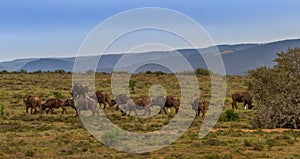 Cape buffalo roam the hills in South Africa