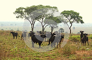 Cape Buffalo on the Savanna