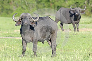 Cape Buffalo on savanna
