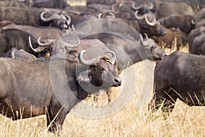 Cape buffalo from Serengeti National Park, Tanzania, Africa