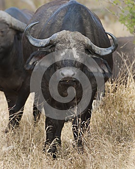 Cape buffalo, South Africa