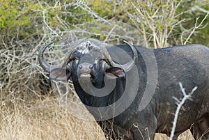 Cape buffalo, South Africa