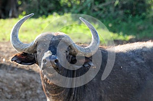 A Cape buffalo in South Africa