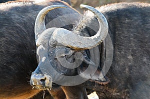 A Cape buffalo in South Africa
