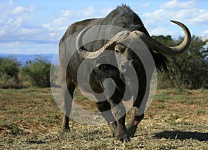 Cape Buffalo in South Africa photo