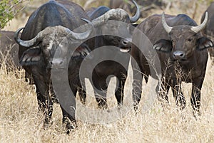 Cape buffalo, South Africa