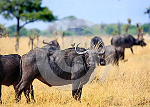 Cape Buffalo standing on the African Plains with an oxpeckers perched on its back. There is a small herd in the background