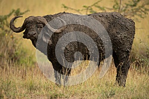 Cape buffalo stands caked in mud eyeing camera