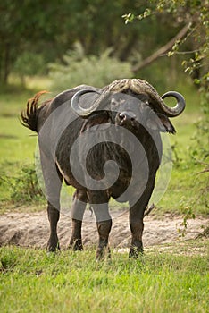 Cape buffalo stands facing camera with oxpecker