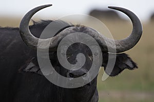 Cape Buffalo Stare