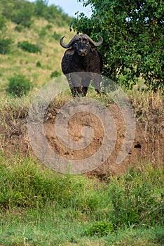 Cape buffalo stares at camera from cliff