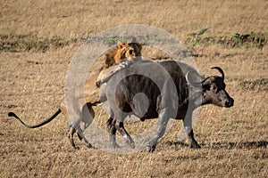 Cape buffalo struggles to escape male lion