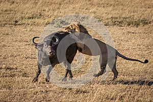 Cape buffalo struggles to shake off lion