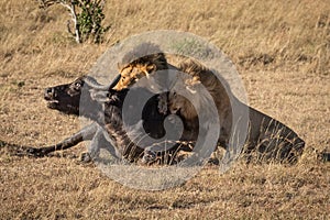 Cape buffalo struggles with two male lions