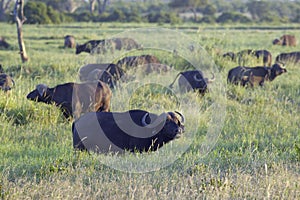 Cape buffalo at sunset in Tsavo National park, Kenya, Africa