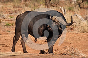 Cape Buffalo (Syncerus caffer) photo