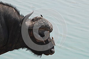 Cape buffalo (Syncerus caffer)