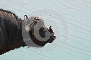 Cape buffalo (Syncerus caffer)