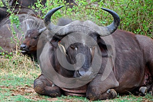 Cape buffalo (Syncerus caffer).