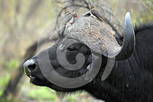 Cape buffalo (Syncerus caffer)