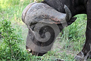 Cape Buffalo (Syncerus caffer) bull eats grass ,