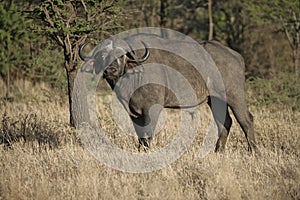 Cape buffalo, Syncerus caffer caffer
