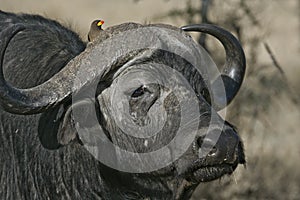 Cape buffalo, Syncerus caffer caffer