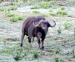 Cape Buffalo (Syncerus caffer caffer) in grassland habitat : (pix Sanjiv Shukla)