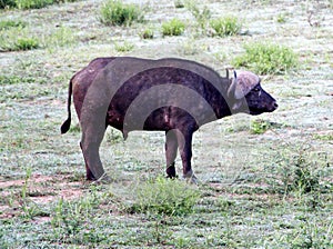 Cape Buffalo (Syncerus caffer caffer) in grassland habitat : (pix Sanjiv Shukla)