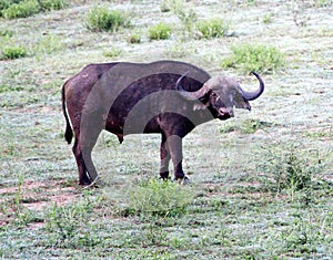 Cape Buffalo (Syncerus caffer caffer) in grassland habitat : (pix Sanjiv Shukla)