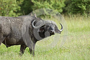 Cape buffalo, Syncerus caffer caffer and oxpeckers, Maasai Mara, Kenya, Africa