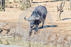 Cape buffalo, Syncerus caffer, climbing into a muddy dam