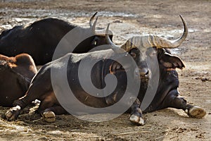 Cape buffalo Syncerus caffer caffer photo