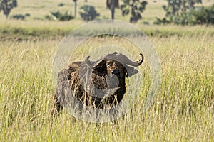 Cape Buffalo, Syncerus caffer, covered in mud, grazing on the plains of Africa