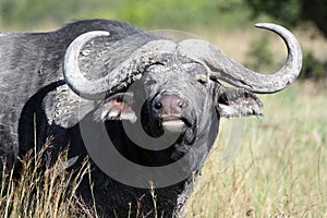 Cape Buffalo (Syncerus caffer), Eastern Cape, South Africa