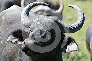 Cape Buffalo (Syncerus caffer), Eastern Cape, South Africa, young bull, calf