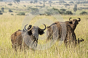 Cape Buffalo, Syncerus caffer, grazing on the plains of Africa in Murchison Falls National Park, Uganda