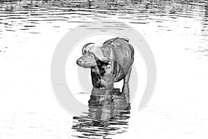 Cape buffalo, Syncerus caffer, inside a river. Monochrome
