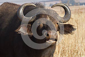 Cape Buffalo Syncerus caffer portrait closeup with open mouth eating grass