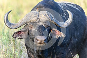 A cape buffalo Syncerus caffer with red-billed oxpecker Buphagus erythrorhynchus