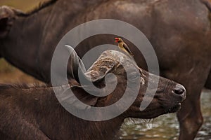 Cape BuffaloSyncerus caffer with Red-billed Oxpeckers Buphagus erythrorhynchus 13840 photo